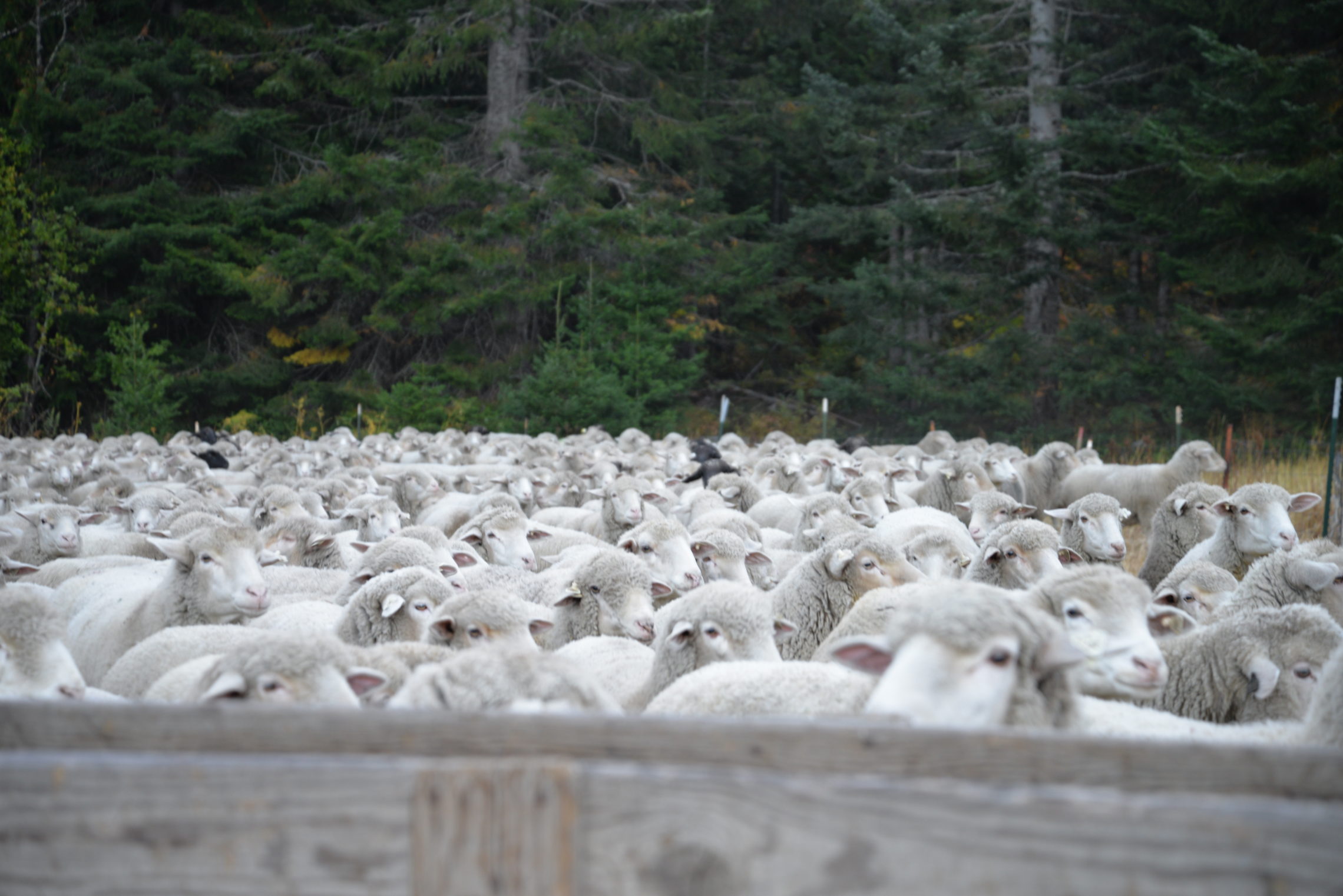 Because there’s so many sheep to move, herders have a few tricks to keep count. One method is to count the number of black sheep. Because there aren’t as many black sheep, herders know they might be missing part of their flock if there are fewer black sheep when they do their counts at the end of the day. Another method is to put bells on a few sheep or even mark their wool by painting numbers on them. CREDIT: ESMY JIMENEZ