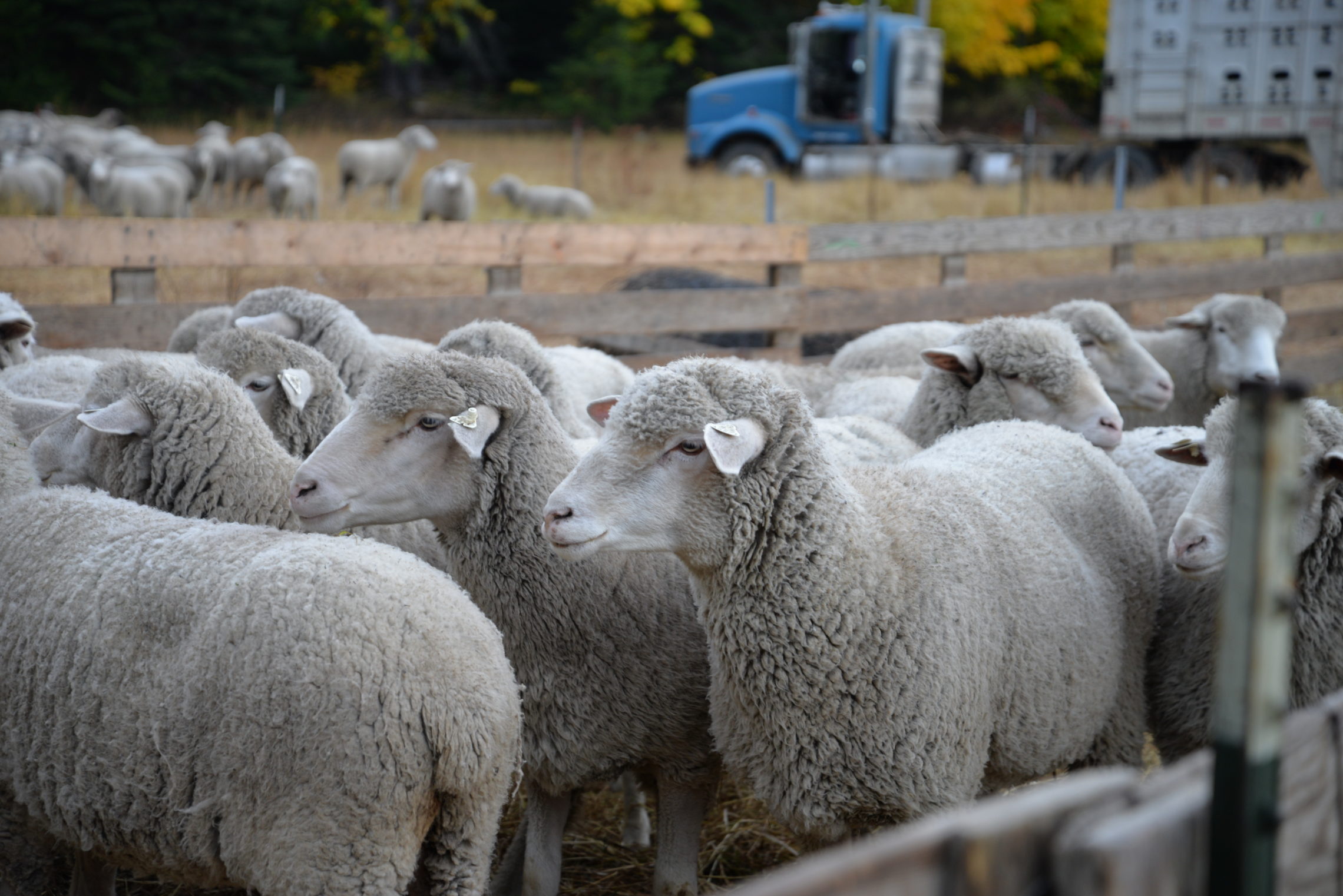 Sheep wait nervously in a pen. The moving operation in the morning takes around an hour as the sheep are herded into smaller clusters and moved into single file line where they then walk up a ladder into a trailer. Inside the trailer, another herder packs the animals around as efficiently as possible. The work is long, even with the help of six workers and a few dogs. CREDIT: ESMY JIMENEZ