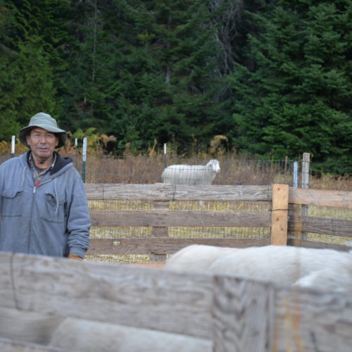 Geronimo DeLaCruz Lozano is one of the eight, H-2A workers who came from Peru to work with the Martinez family. He’ll spend most of his time alone with his dogs, walking across grasslands and mountains grazing thousands of sheep at a time. CREDIT: ESMY JIMENEZ