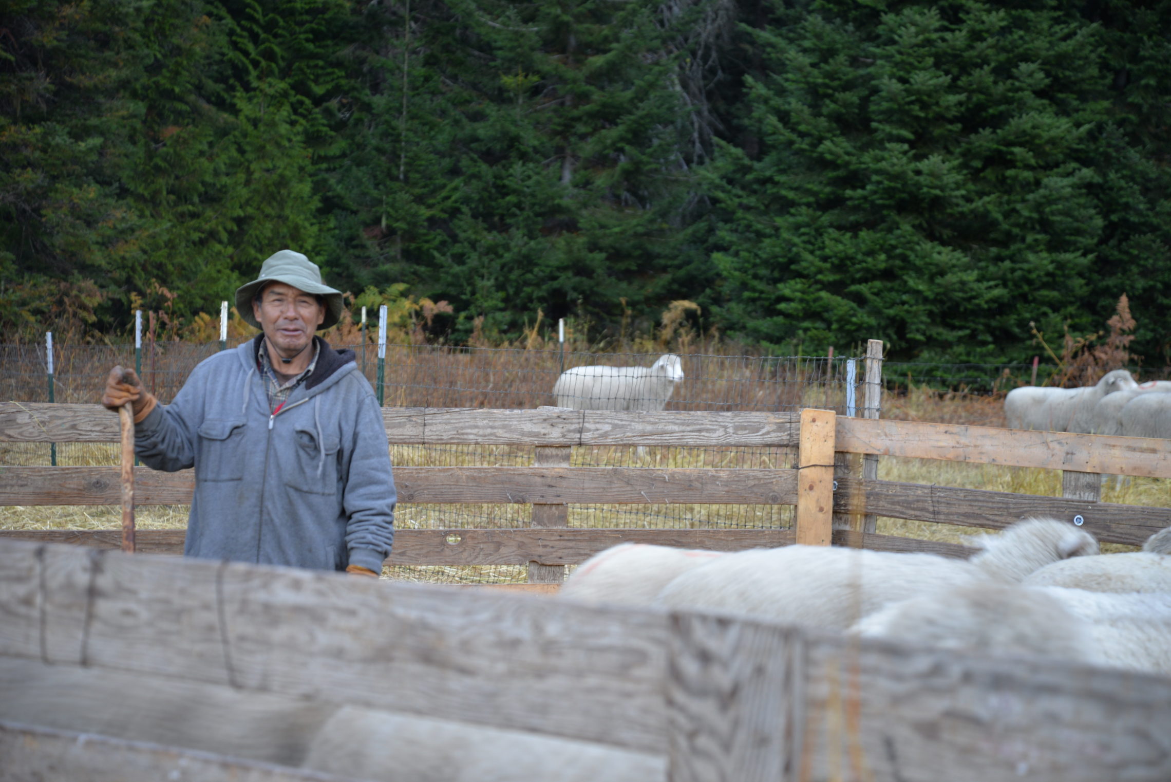 Geronimo DeLaCruz Lozano is one of the eight, H-2A workers who came from Peru to work with the Martinez family. He’ll spend most of his time alone with his dogs, walking across grasslands and mountains grazing thousands of sheep at a time. CREDIT: ESMY JIMENEZ