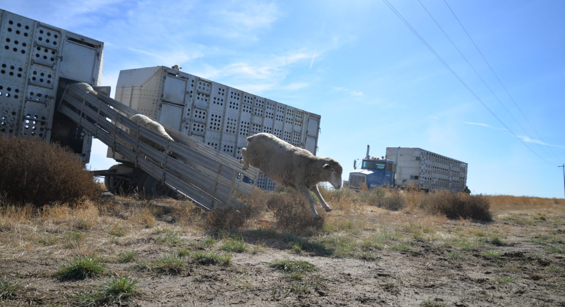 Despite the time it took to wrangle the sheep into the trailers, the going out process is much faster. After a three-hour ride, the sheep are also ready to move around and get to fresh grazing grounds. If you look closely, you can also see an eager sheep peeking its head above the trailer. CREDIT: ESMY JIMENEZ