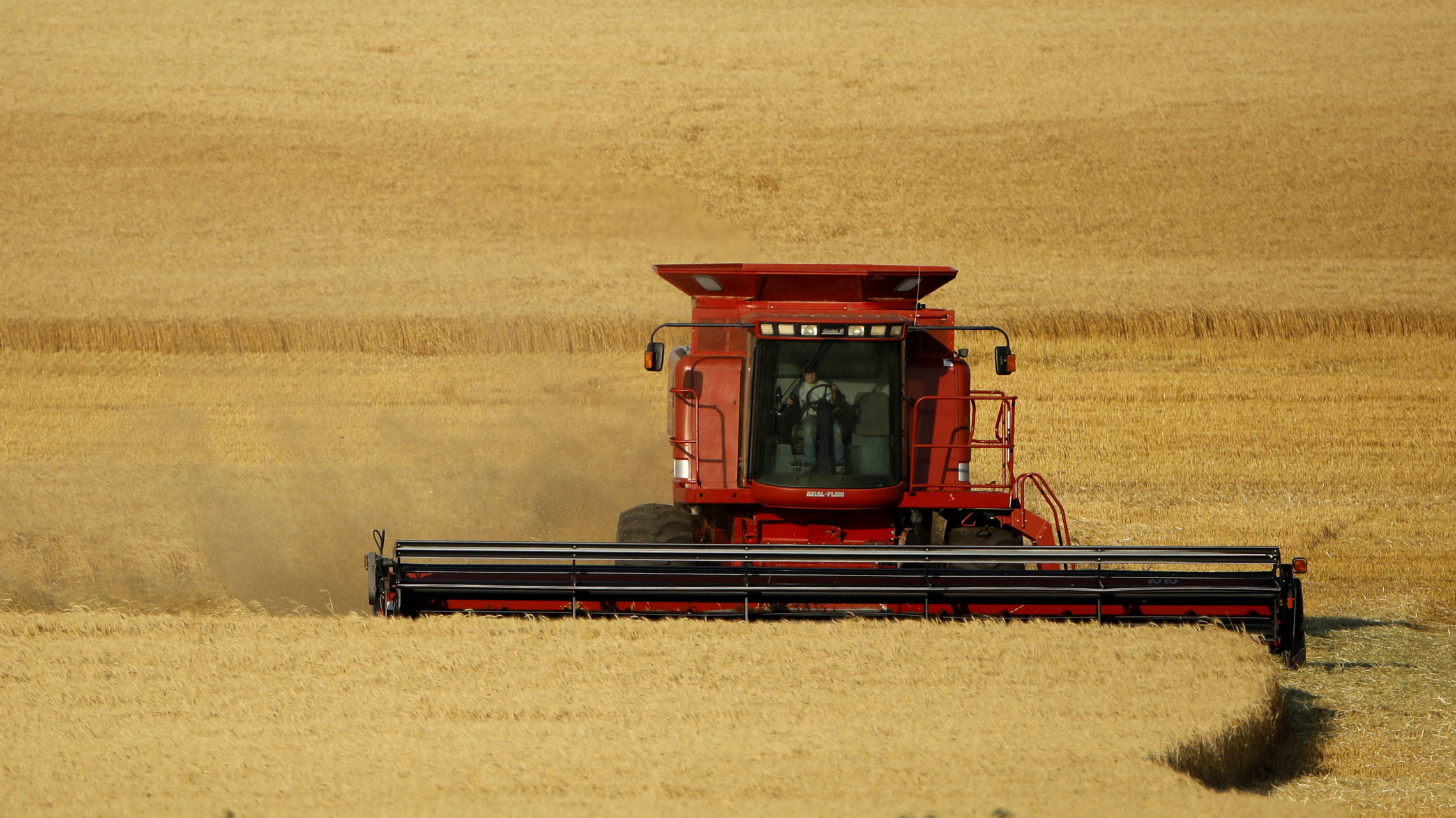 Winter wheat is harvested in a field farmed by Dalton and Carson North near McCracken, Kansas. CREDIT: CHARLIE RIEDEL/AP PHOTO
