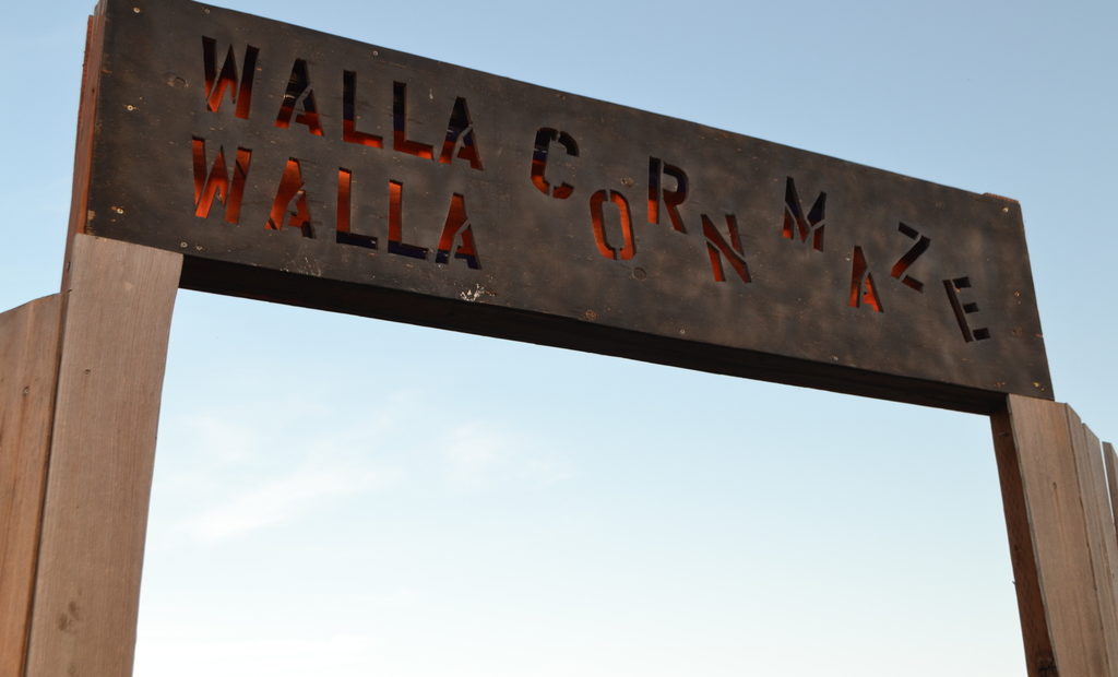 The Walla Walla Corn Maze is one of the many Northwest attractions to enjoy this Halloween season. The maze features family friendly hours and a “Spooktacular” version later this month. CREDIT: T.J. Tranchell/NWPB