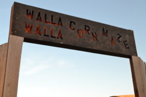 The Walla Walla Corn Maze is one of the many Northwest attractions to enjoy this Halloween season. The maze features family friendly hours and a “Spooktacular” version later this month. CREDIT: T.J. Tranchell/NWPB