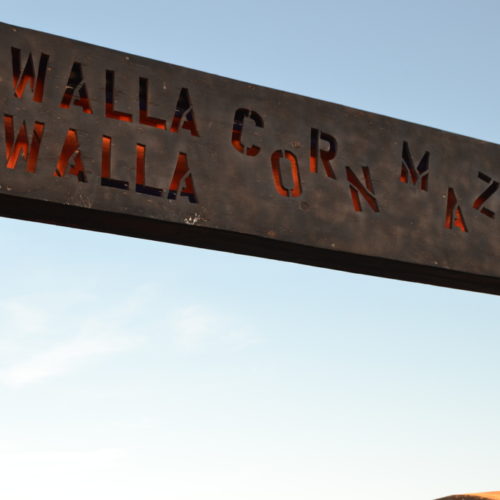 The Walla Walla Corn Maze is one of the many Northwest attractions to enjoy this Halloween season. The maze features family friendly hours and a “Spooktacular” version later this month. CREDIT: T.J. Tranchell/NWPB