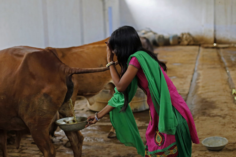 Susheela Kumari, an attendant at a cow shelter, collects urine to be processed in Bulandshahar, Uttar Pradesh, India. CREDIT: BLOOMBERG