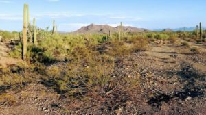 The desert above the U.S.-Mexico border can be deadly for people coming across who are trying to evade authorities. No More Deaths volunteers leave food, water and other supplies for migrants in the area. CREDIT: RYAN LUCAS/NPR