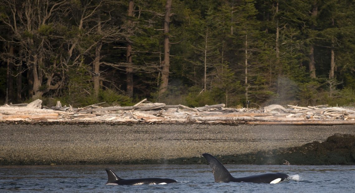 Transient whales are shown on Friday, August 10, 2018, as crews attempt to locate the JPod. (Image taken under the authority of NMFS MMPA/ESA Permit No. 18786-03) CREDIT: KUOW PHOTO/MEGAN FARMER