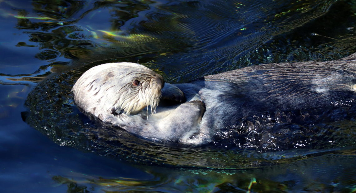 Presently, the only places to see sea otters in Oregon are at the Oregon Zoo and the Oregon Coast Aquarium, where this guy lives. CREDIT: TOM BANSE