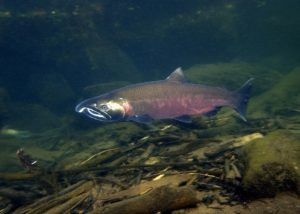 Coho salmon have returned to Oregon's Lostine River in late 2018. CREDIT: RICK SWART/OREGON DEPT. OF FISH & WILDLIFE