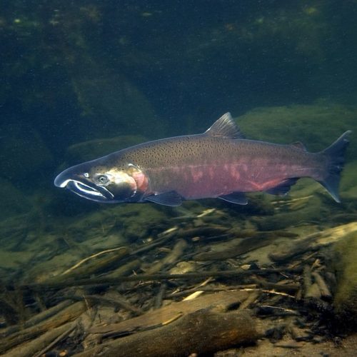 Coho salmon have returned to Oregon's Lostine River in late 2018. CREDIT: RICK SWART/OREGON DEPT. OF FISH & WILDLIFE