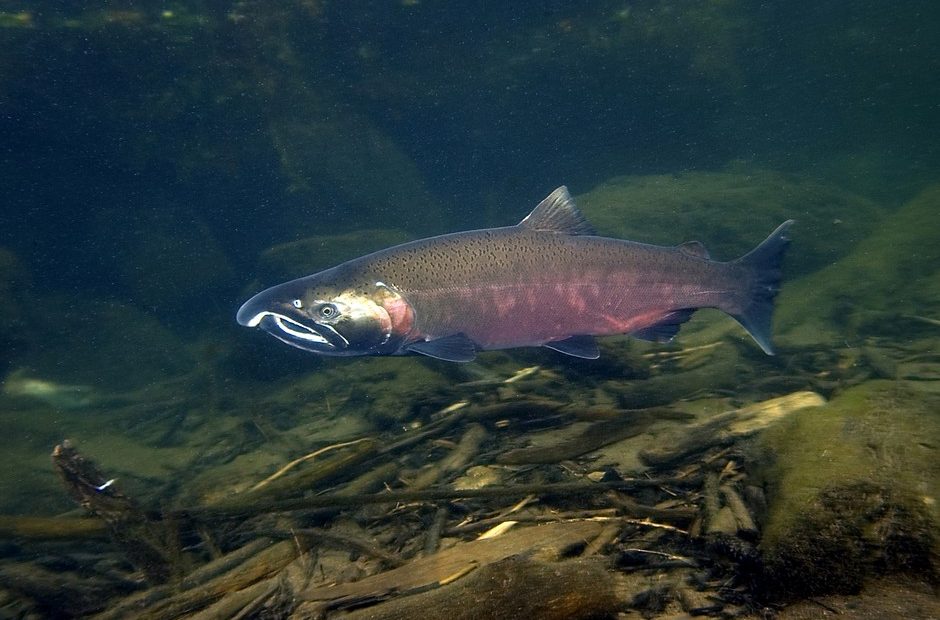 Coho salmon have returned to Oregon's Lostine River in late 2018. CREDIT: RICK SWART/OREGON DEPT. OF FISH & WILDLIFE