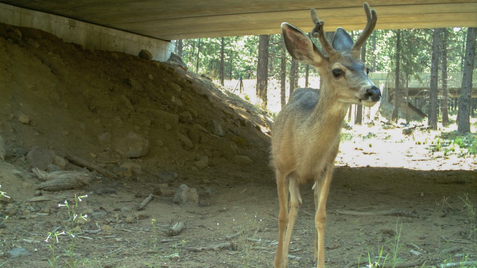 A mule deer uses a wildlife crossing below Highway 97 in Oregon, the same major north-south route in north-central Washington's Okanogan County looking at similar measures. CREDIT: ODOT