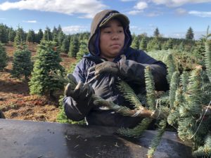 Jessica Garcia runs a baler machine that bundles each Christmas tree for transport to stores across the country and globe. CREDIT: ANNA KING/N3
