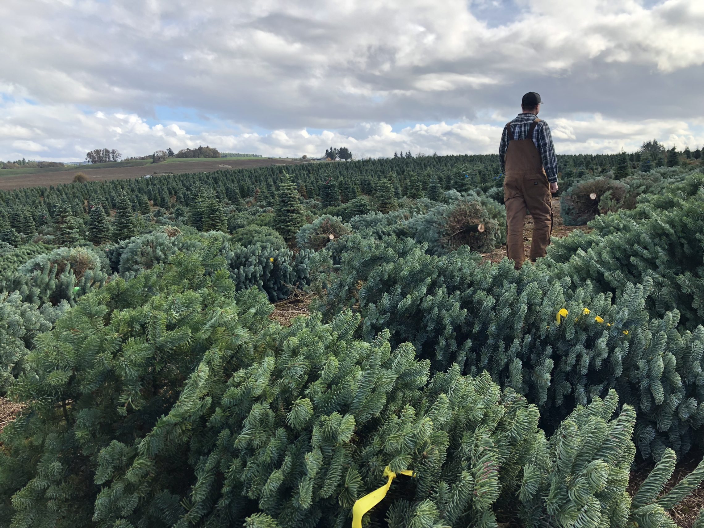 Casey Grogan walks through some recently cut noble fir Christmas trees at his farm near Silverton, Ore. This year he plans to harvest 60,000 trees off his property. CREDIT: ANNA KING