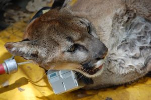 A tranquilized cougar is fit with a radio collar in California. CREDIT: HARRY MORSE, CALIFORNIA DEPARTMENT OF FISH AND GAME