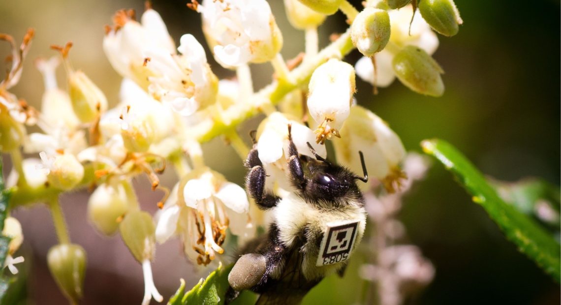 A bumblebee outfitted with a unique tracking tag forages outdoors. CREDIT: James Crall /Science