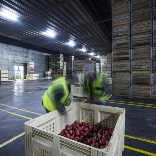 Different apples need different controlled storage environments. For example, Honeycrisps are sensitive to low temperatures so you can't put them in cold environments right after they've been harvested. And Fujis can't take high carbon dioxide levels. CREDIT: Getty Images/Westend61