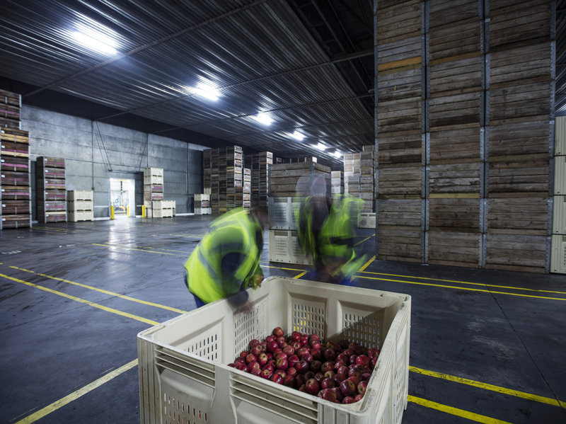 Different apples need different controlled storage environments. For example, Honeycrisps are sensitive to low temperatures so you can't put them in cold environments right after they've been harvested. And Fujis can't take high carbon dioxide levels. CREDIT: Getty Images/Westend61