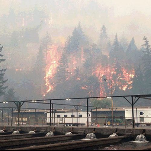 The Eagle Creek Fire as seen from the Cascade Locks Hatchery. To keep hatchery fall chinook from dying because of the fire, Oregon officials released them early. CREDIT: OREGON DEPARTMENT OF FISH AND WILDLIFE