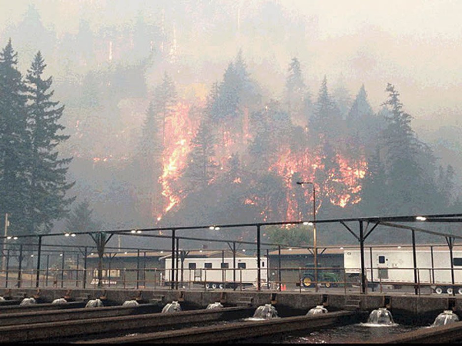 The Eagle Creek Fire as seen from the Cascade Locks Hatchery. To keep hatchery fall chinook from dying because of the fire, Oregon officials released them early. CREDIT: OREGON DEPARTMENT OF FISH AND WILDLIFE