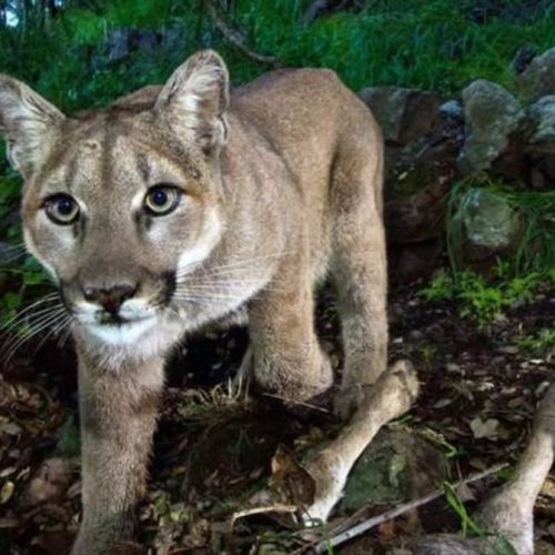 Problem encounters with cougars have increased in Oregon's Willamette Valley. CREDIT: NATIONAL PARK SERVICE