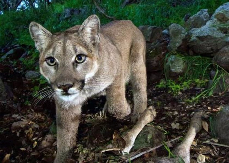 Problem encounters with cougars have increased in Oregon's Willamette Valley. CREDIT: NATIONAL PARK SERVICE