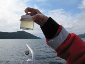 Researchers sample for phytoplankton that are harmful to salmon in Puget Sound. CREDIT: ASHLEY AHEARN