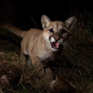 A 10-month-old cougar is startled by a trail camera in the California mountains. The Oregon Department of Fish and Wildlife includes juvenile cougars in their total population estimates. CREDIT: NATIONAL PARK SERVICE