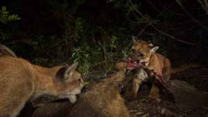 A radiocollared cougar shares a kill with another cat, thought to be her cub. Cougars have been found to share kills with related and non-related cats, though they rarely eat at the same time. CREDIT: NATIONAL PARK SERVICE