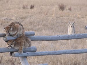 Two juvenile cougars hide on a fence to avoid territorial coyotes in Wyoming. Cougar kittens rarely survive to adulthood. CREDIT: LORI IVERSON/ U.S. FISH AND WILDLIFE