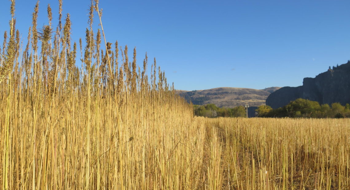 A hemp field during harvest this November on the Colville Indian Reservation. CREDIT HEMP NORTHWEST