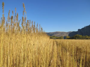 A hemp field during harvest this November on the Colville Indian Reservation. CREDIT HEMP NORTHWEST