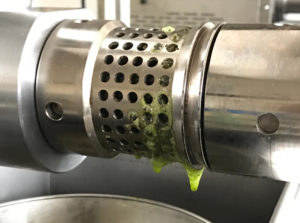 Hemp oil drips from the press this month as startup Hemp Northwest processes its first harvest. CREDIT: HEMP NORTHWEST