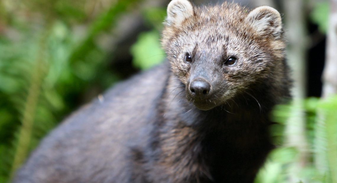 Fishers are among the lesser known carnivores native to Pacific Northwest forests. CREDIT: JOHN JACOBSON / WDFW, FILE PHOTO.