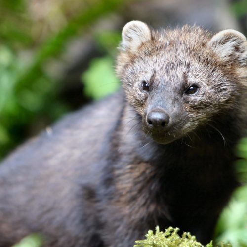 Fishers are among the lesser known carnivores native to Pacific Northwest forests. CREDIT: JOHN JACOBSON / WDFW, FILE PHOTO.
