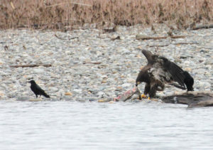 An immature bald eagle feeding on a salmon carcass, the food that draws eagles to the Skagit River every winter. CREDIT: JASON RANSOM/NPS