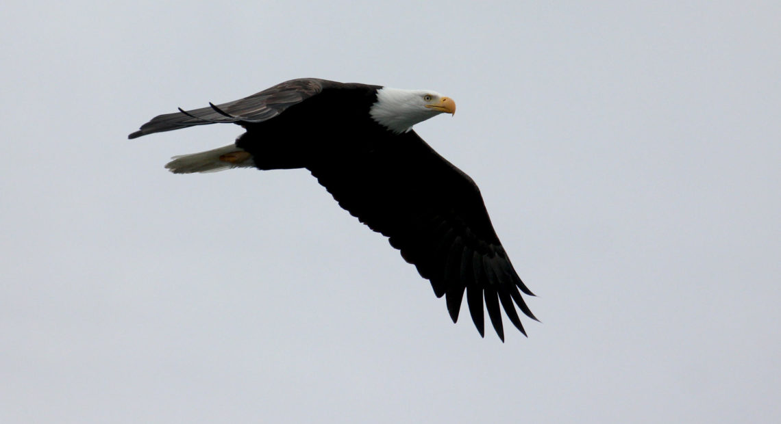 A bald eagle looks for its next meal along the Skagit River. Eagles converge there in great numbers every winter. CREDIT: JASON RANSOM/ NPS 2017