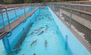 Salmon waiting to spawn at the Elk River Hatchery near Gold Beach, Oregon. CREDIT: JES BURNS/OPB