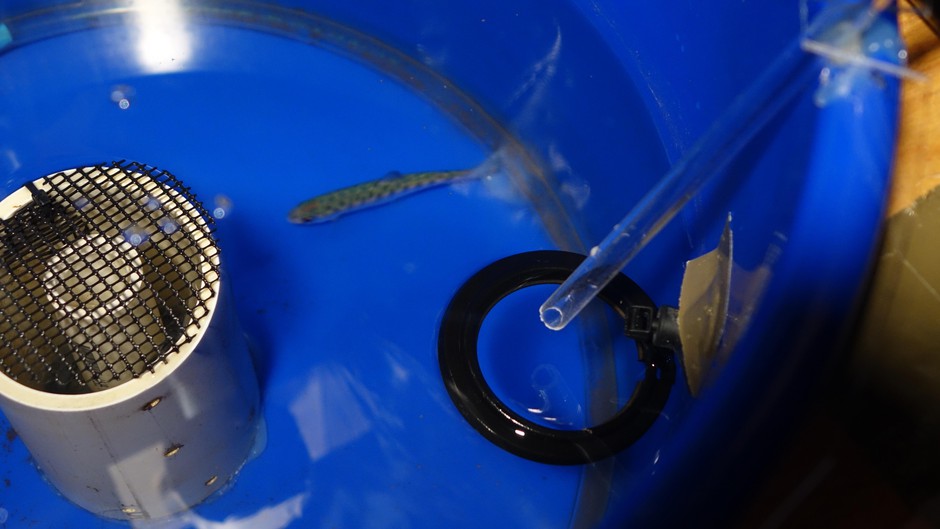 Baby salmon are exposed to a scent at the Oregon Hatchery Research Center in a project designed to cut back on hatchery fish straying. CREDIT: JES BURNS/OPB