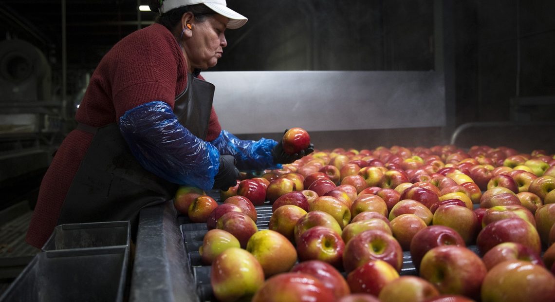 Cosmic Crisp boasts big sales for Washington, with new apple varieties on  the way - Northwest Public Broadcasting