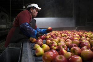 Cristina Campos removes damaged apples from the flume, the front end of the packing line, on Tuesday November, 20, 2018, at Gilbert Orchards in Yakima. CREDIT: KUOW PHOTO/MEGAN FARMER