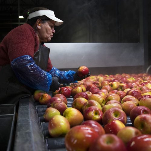 Cristina Campos removes damaged apples from the flume, the front end of the packing line, on Tuesday November, 20, 2018, at Gilbert Orchards in Yakima. CREDIT: KUOW PHOTO/MEGAN FARMER