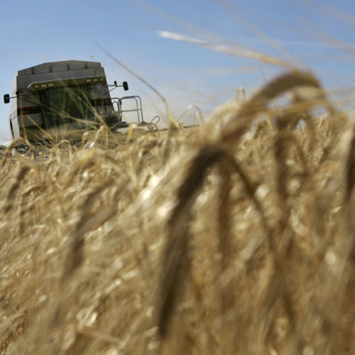 Larry McMillan drives a combine as he harvests barley Friday, Aug. 24, 2007, near Moscow, Idaho. The region's warm and dry weather has provided optimal conditions for the continued harvest season. (AP Photo/Ted S. Warren)