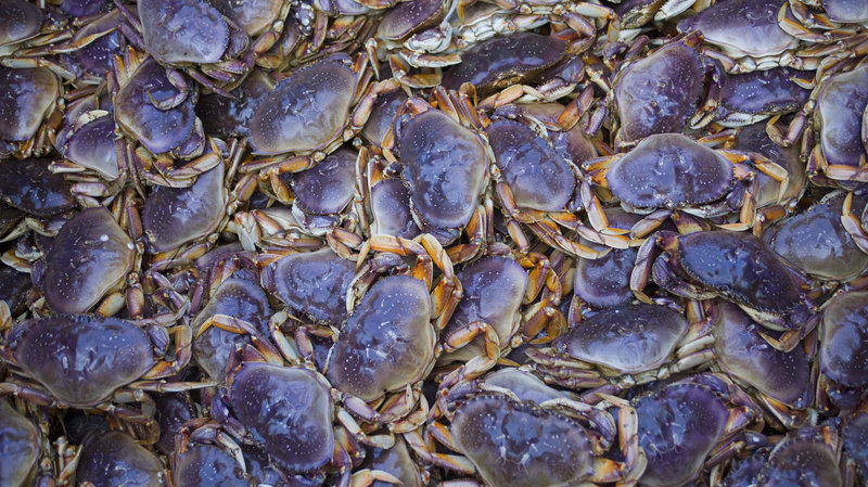 Dungeness crab like these, caught off the coast of Alaska, have been affected by the neurotoxin domoic acid because of algae blooms in recent years, which makes them unsafe to eat. CREDIT: Michael Melford/Getty Images