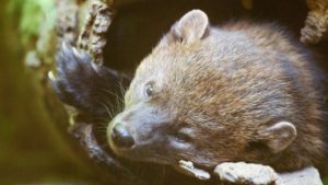 Fishers were once plentiful across the western United States until fur trappers wiped out their population. CREDIT: GREG DAVIS/OPB