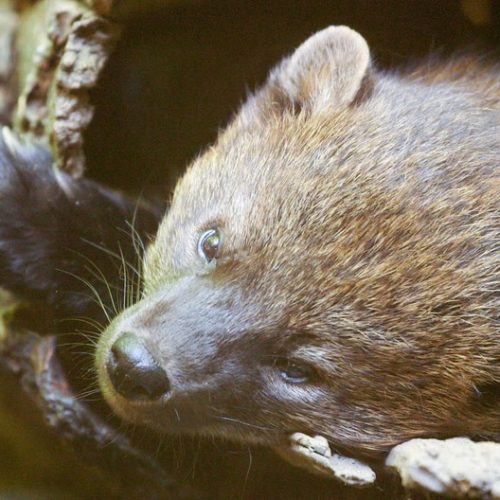 Fishers were once plentiful across the western United States until fur trappers wiped out their population. CREDIT: GREG DAVIS/OPB