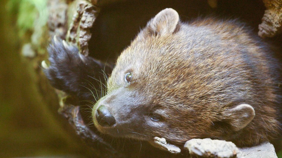 Fishers were once plentiful across the western United States until fur trappers wiped out their population. CREDIT: GREG DAVIS/OPB