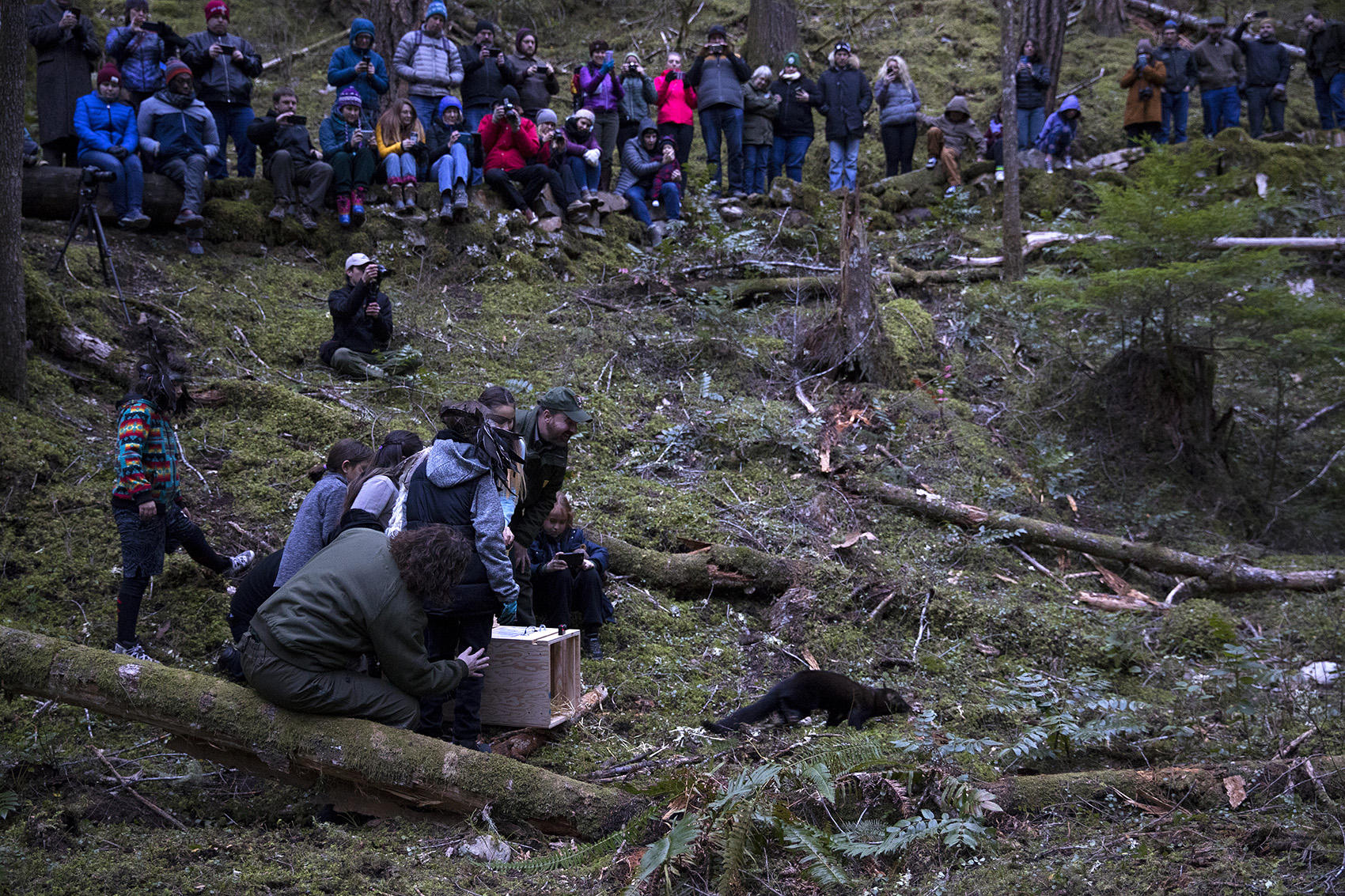 One of the six fishers is released on Wednesday December 5, 2018, at the North Cascades Visitor Center in Newhalem. CREDIT: KUOW PHOTO/MEGAN FARMER