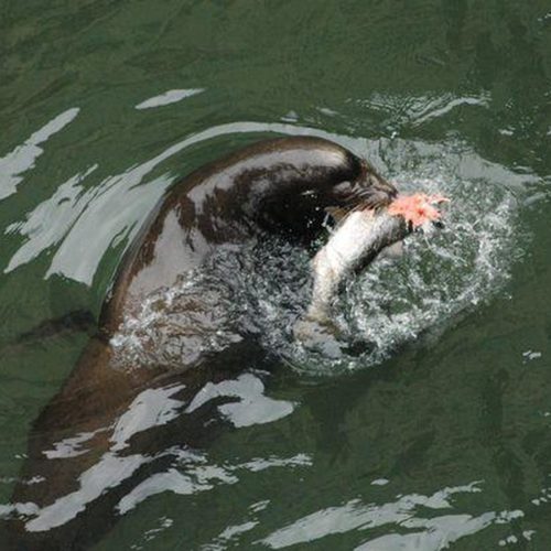 Sea lions have been eating steelhead and other fish at Willamette Falls in ever greater numbers.Photo courtesy of ODFW